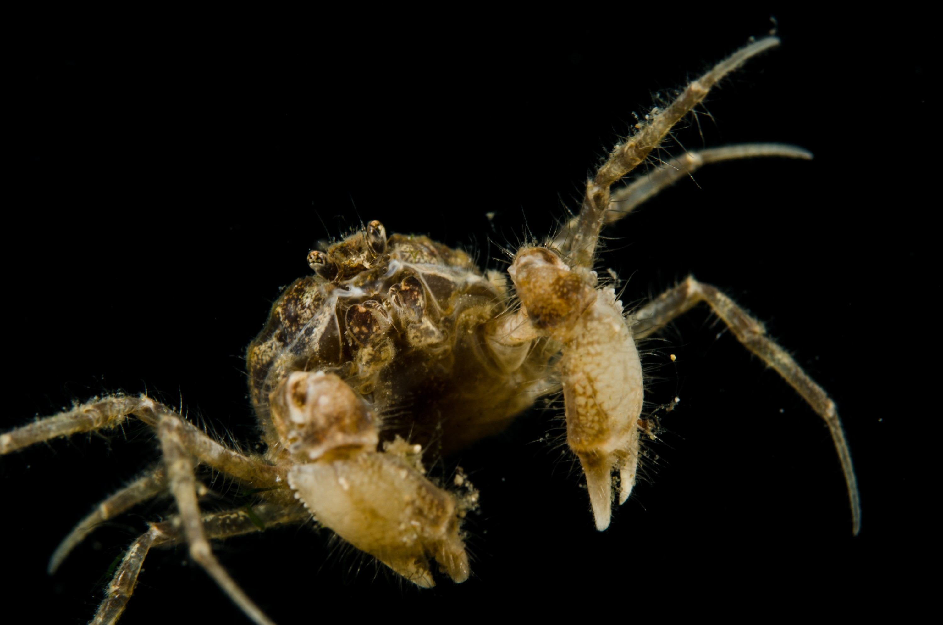 DSC_0974 – Amarnius lacustris, Crab, Northland NZ., crispin, freshwater, new, northland, nz, zealand, JAN17